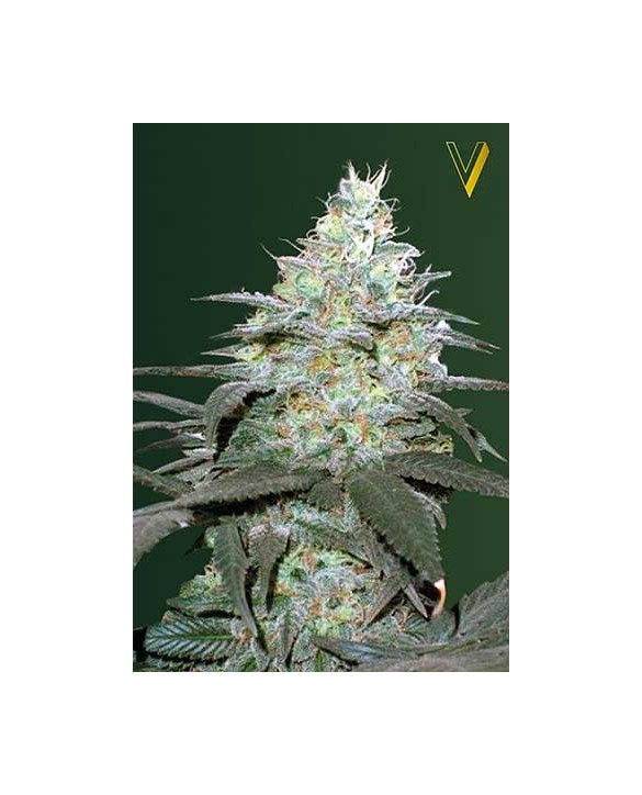 Auto Original Berry | Victory Seeds Auto Original Berry | Victory Seeds