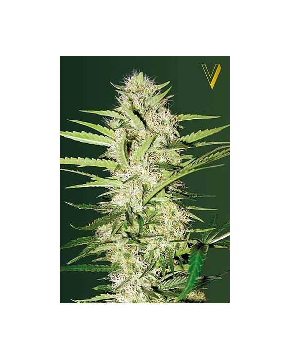 Auto Parmesan | Victory Seeds Auto Parmesan | Victory Seeds