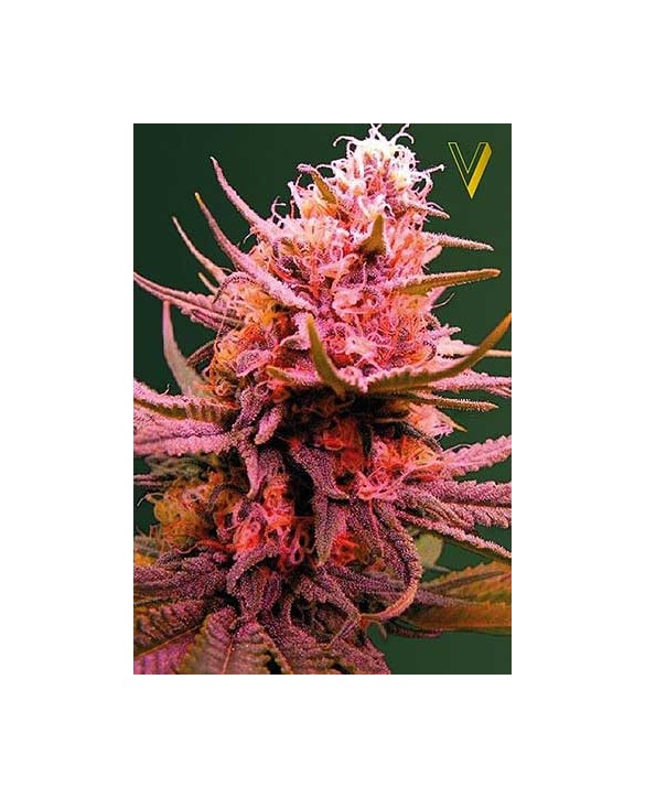 Auto Seemango | Victory Seeds Auto Seemango | Victory Seeds