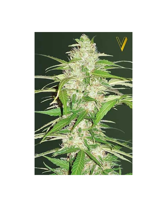 Auto Ultra Power Plant | Victory Seeds Auto Ultra Power Plant | Victory Seeds