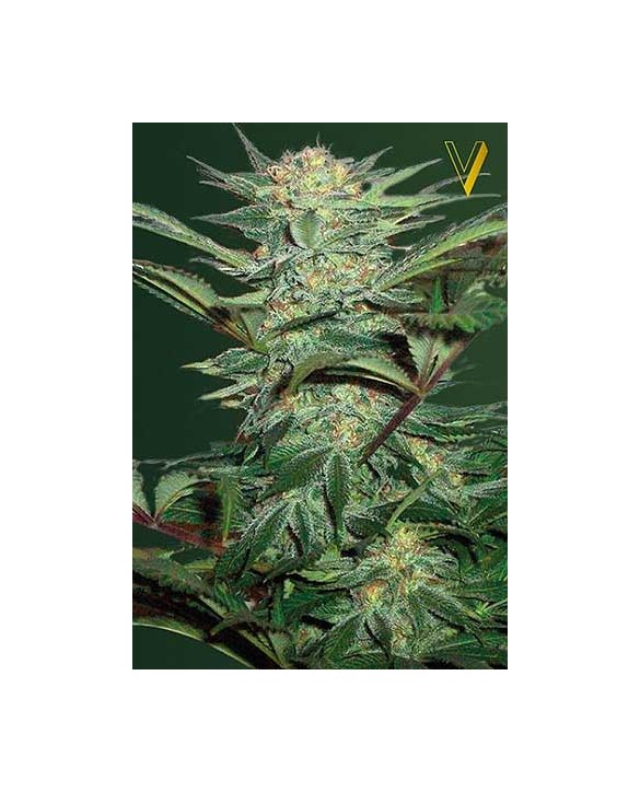 Auto White Widow | Victory Seeds Auto White Widow | Victory Seeds