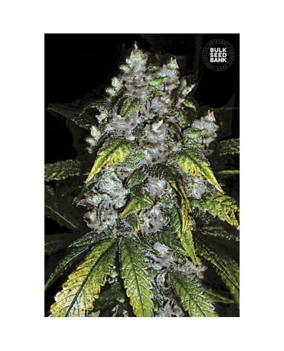 Good Willd Shark | Bulk Seed Bank Good Willd Shark | Bulk Seed Bank