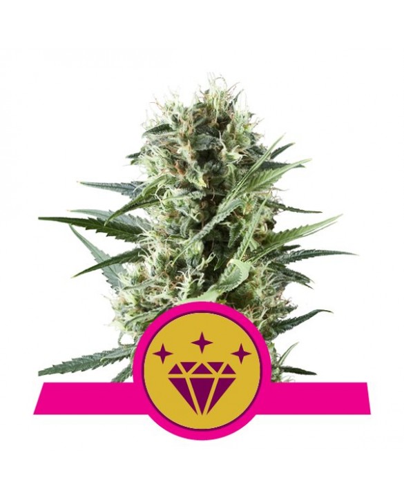 Shogun | Royal Queen Seeds