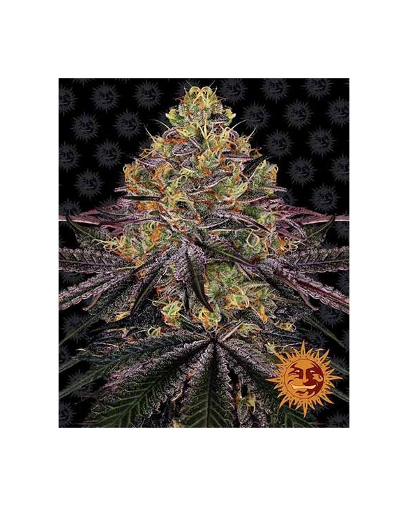 Watermelon Zkittlez | Barney's Farm Watermelon Zkittlez | Barney's Farm
