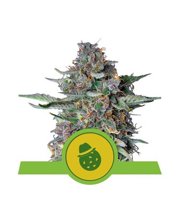 Do-Si-Dos Auto | Royal Queen Seeds Do-Si-Dos Auto | Royal Queen Seeds