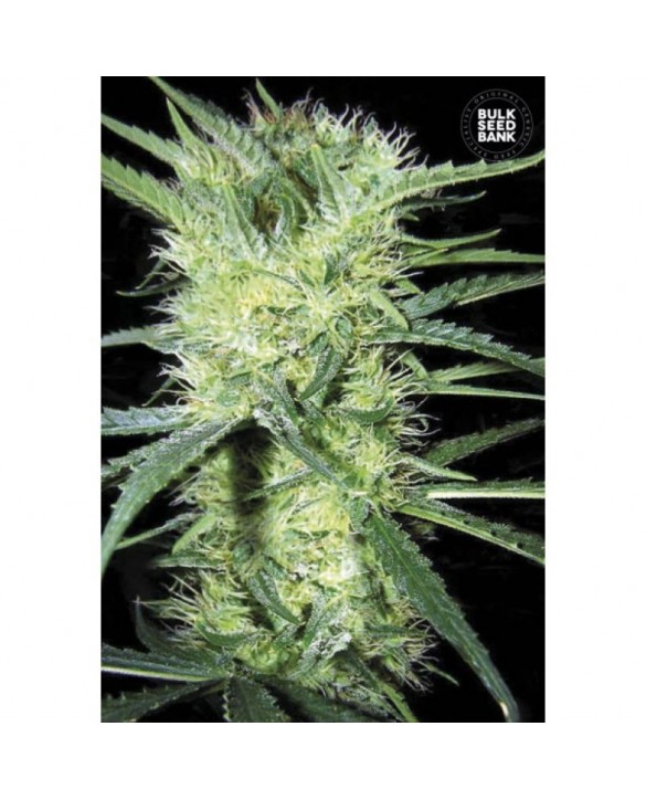 K2 | Bulk Seed Bank K2 | Bulk Seed Bank