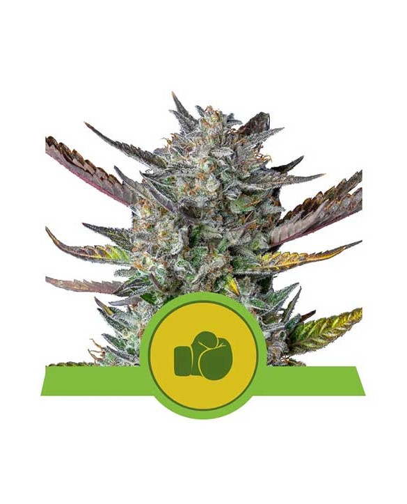 Purple Punch Automatic | Royal Queen Seeds