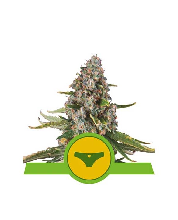 Sherbet Queen Automatic | Royal Queen Seeds