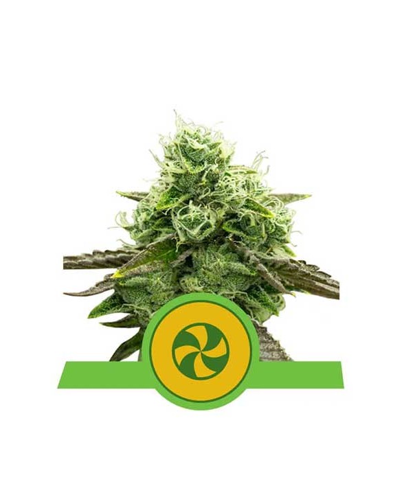 Sweet ZZ Auto | Royal Queen Seeds Sweet ZZ Auto | Royal Queen Seeds