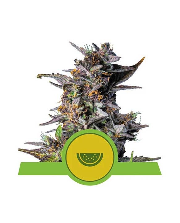 Watermelon Auto | Royal Queen Seeds