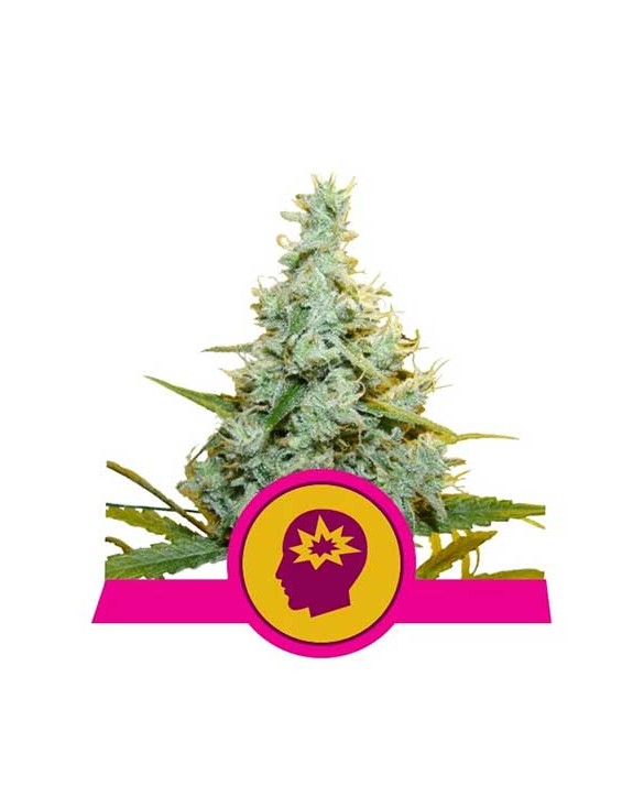 AMG - Amnesia Mac Ganja | Royal Queen Seeds AMG - Amnesia Mac Ganja | Royal Queen Seeds