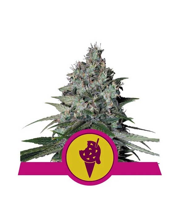 Cookies Gelato | Royal Queen Seeds Cookies Gelato | Royal Queen Seeds