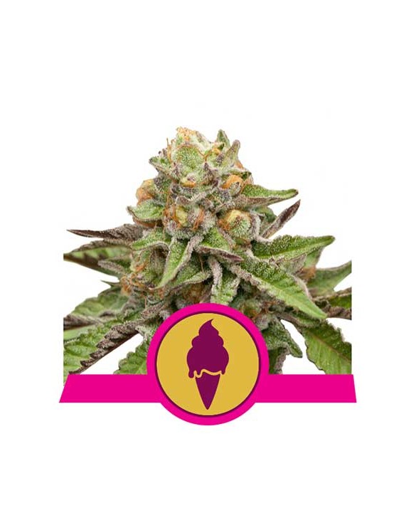 Green Gelato | Royal Queen Seeds Green Gelato | Royal Queen Seeds
