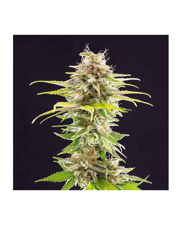 Super OG Kush | Kannabia Super OG Kush | Kannabia