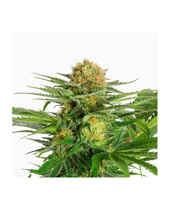 White Domina | Kannabia White Domina | Kannabia
