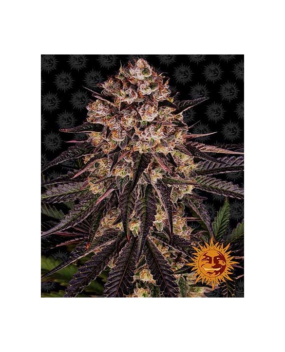 Biscotti Mintz | Barney's Farm