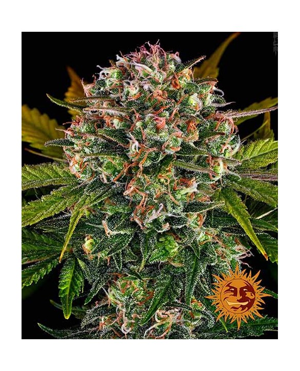 Strawberry Cheesecake Auto | Barney’s Farm