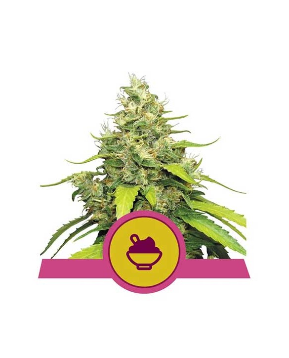 Blue Gelato | Royal Queen Seeds Blue Gelato | Royal Queen Seeds