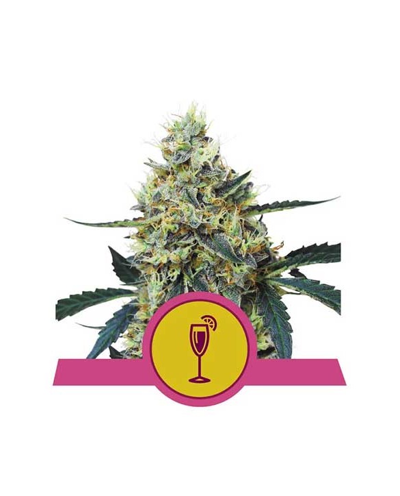 Mimosa | Royal Queen Seeds Mimosa | Royal Queen Seeds