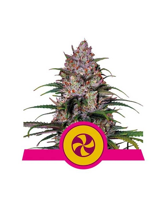 Sweet ZZ | Royal Queen Seeds Sweet ZZ | Royal Queen Seeds