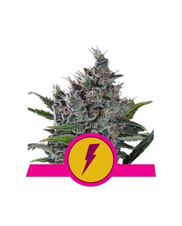North Thunderfuck | Royal Queen Seeds