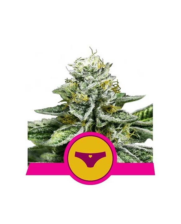 Sherbet Queen | Royal Queen Seeds
