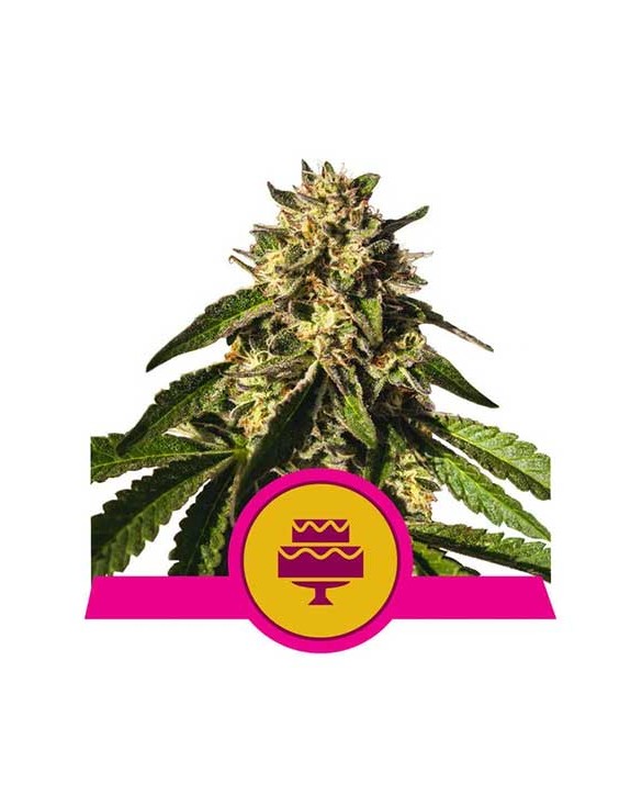 Wedding Gelato | Royal Queen Seeds Wedding Gelato | Royal Queen Seeds