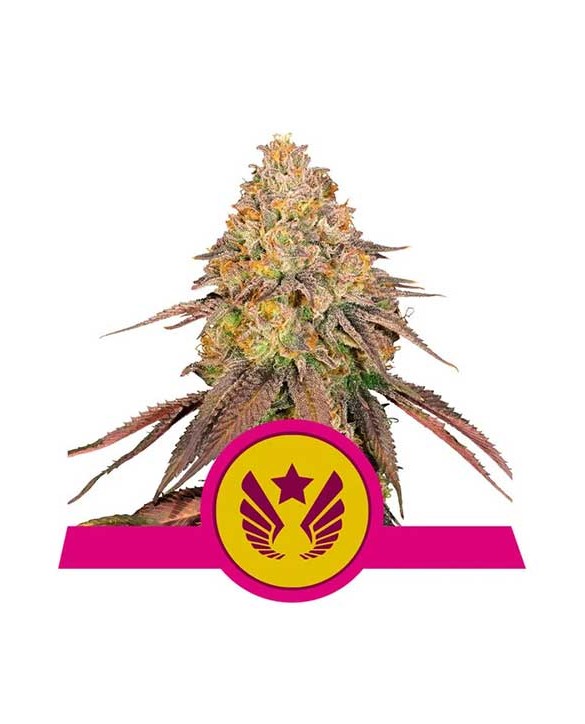 Legendary OG Punch | Royal Queen Seeds Legendary OG Punch | Royal Queen Seeds