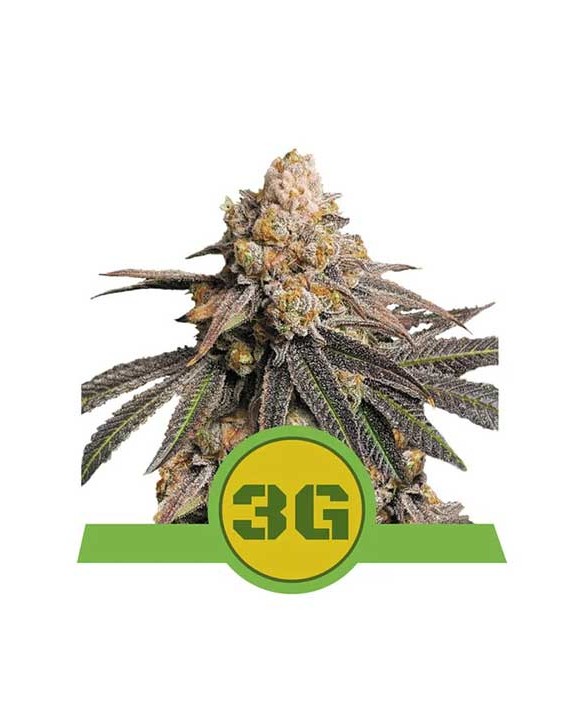 Triple G Auto | Royal Queen Seeds Triple G Auto | Royal Queen Seeds