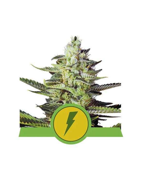 North Thunderfuck Auto | Royal Queen Seeds