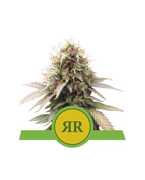Royal Runtz Automatic | Royal Queen Seeds