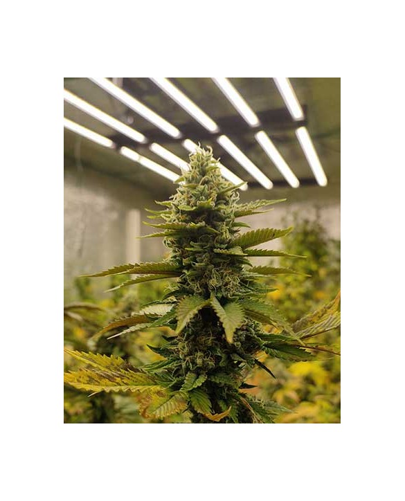Dream Sherbet | Kannabia Dream Sherbet | Kannabia