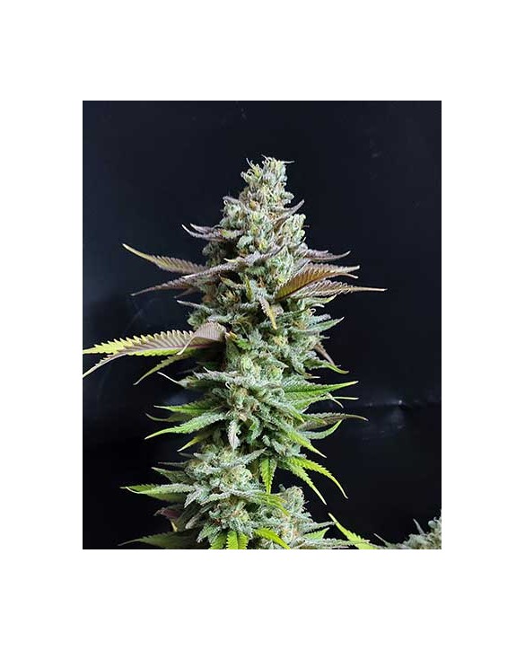 Hellfire OG | Kannabia Hellfire OG | Kannabia