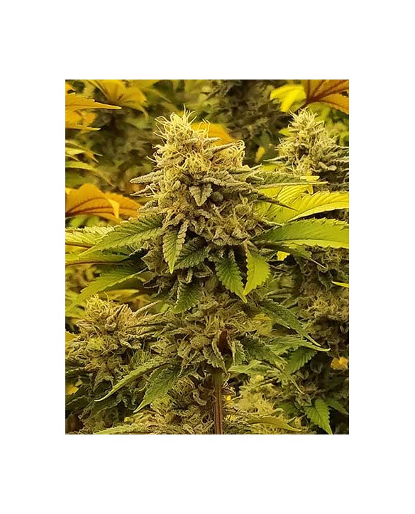 Monkey Grease | Kannabia Monkey Grease | Kannabia