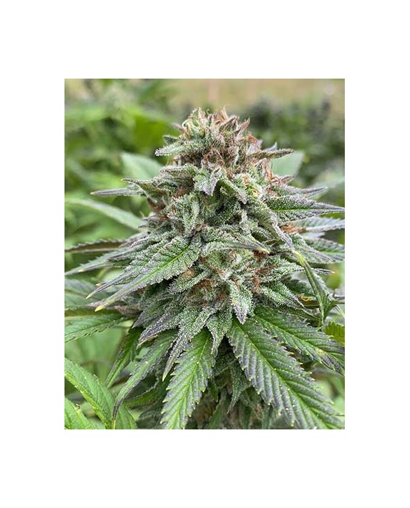 Dosidos Auto | Kannabia Dosidos Auto | Kannabia