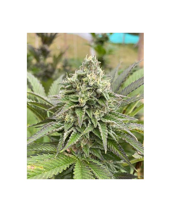 Dream Sherbet Auto | Kannabia Dream Sherbet Auto | Kannabia
