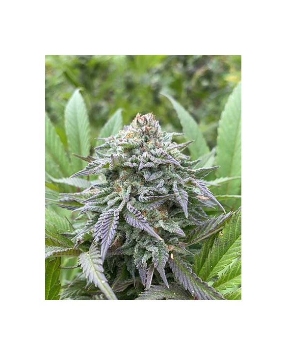 Gorilla King Auto | Kannabia Gorilla King Auto | Kannabia