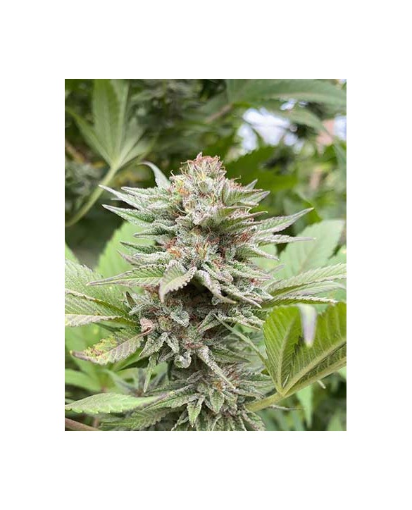 Strawberry Haze Auto | Kannabia Strawberry Haze Auto | Kannabia