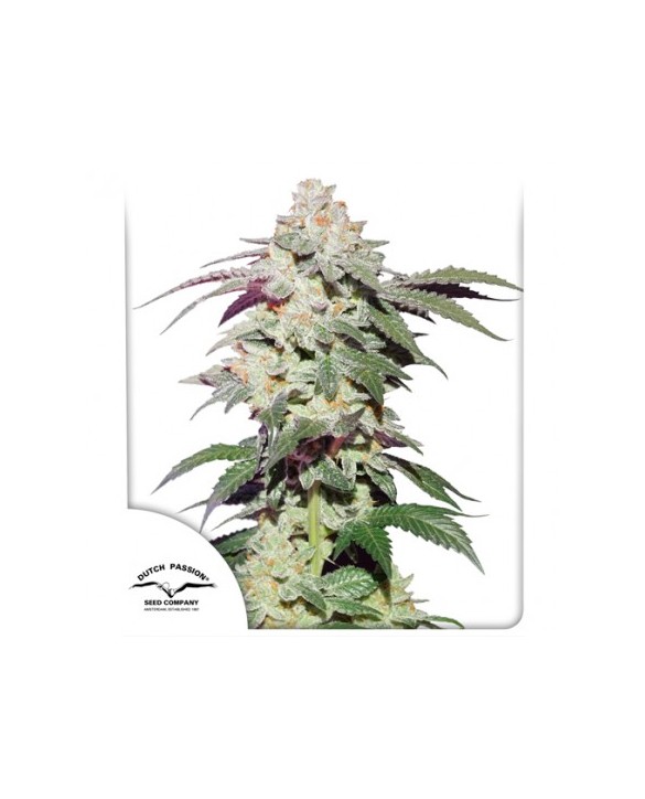 Skywalker Haze | Dutch Passion Skywalker Haze | Dutch Passion