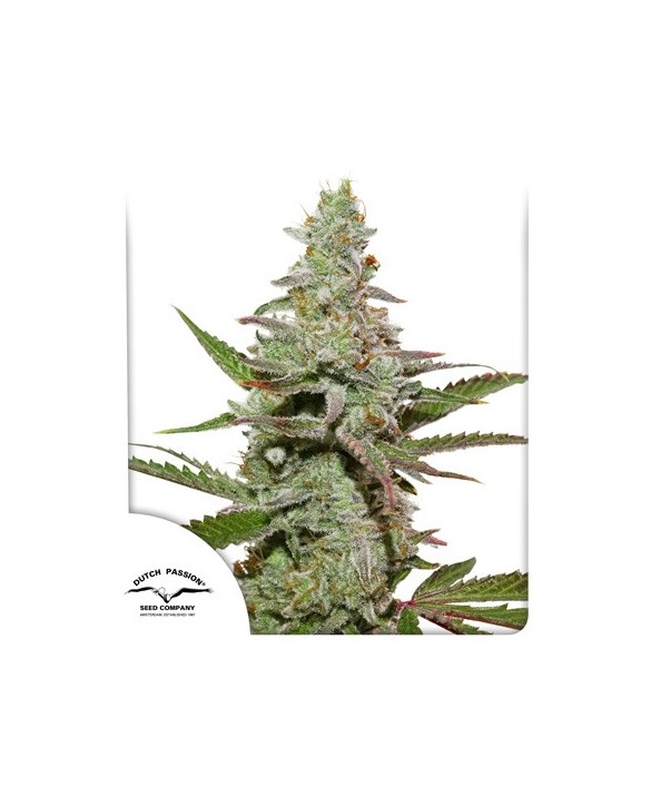 Amsterdam Amnesia | Dutch Passion Amsterdam Amnesia | Dutch Passion