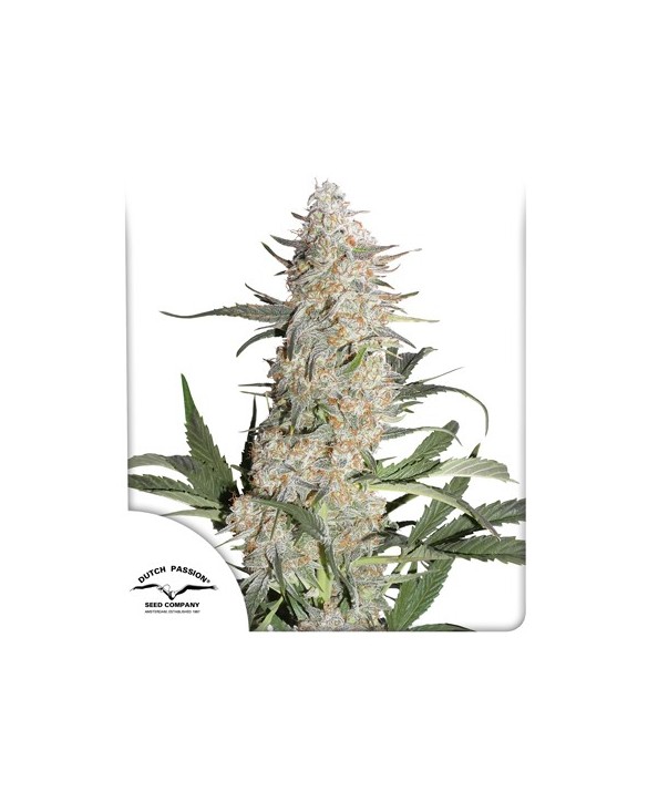 Critical Orange Punch | Dutch Passion Critical Orange Punch | Dutch Passion