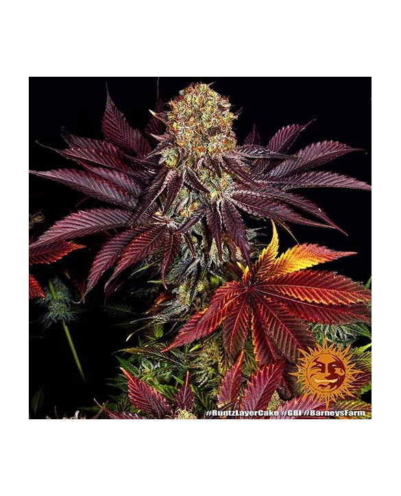 Runtz x Layer Cake Barney's Farm