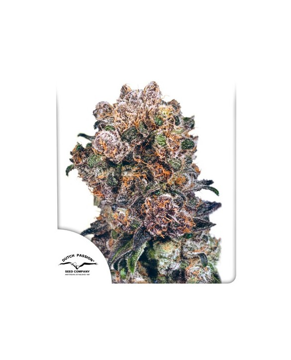 Blueberry | Dutch Passion Blueberry | Dutch Passion