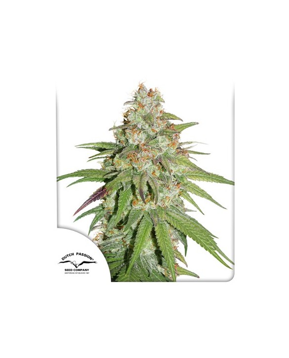 Glueberry OG | Dutch Passion Glueberry OG | Dutch Passion
