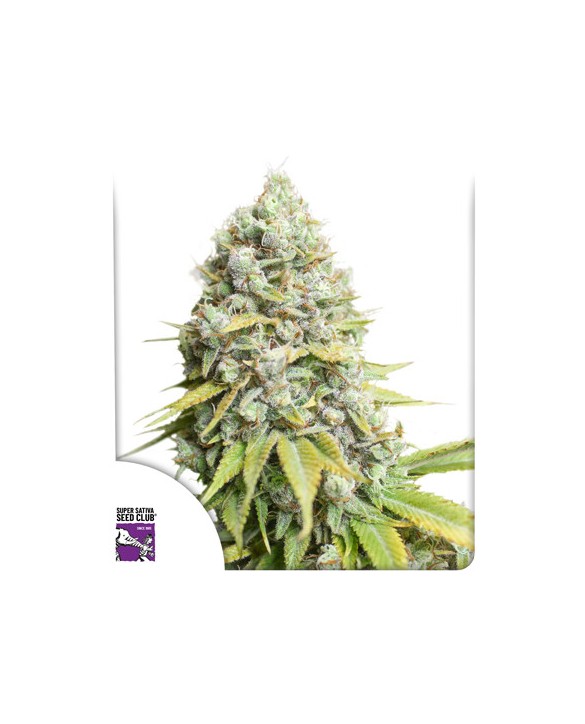 Kosher Haze | Dutch Passion Kosher Haze | Dutch Passion