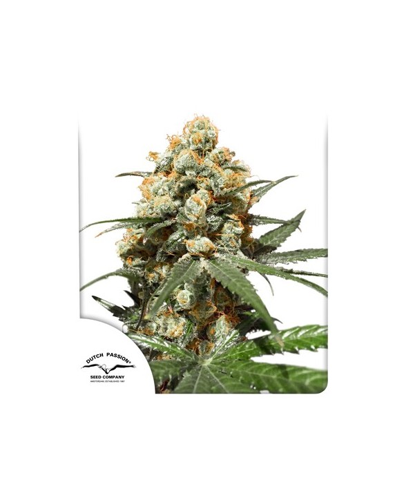 Orange Hill Special | Dutch Passion Orange Hill Special | Dutch Passion