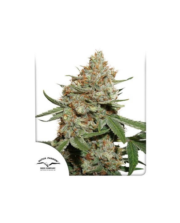 Skunk 11 | Dutch Passion Skunk 11 | Dutch Passion