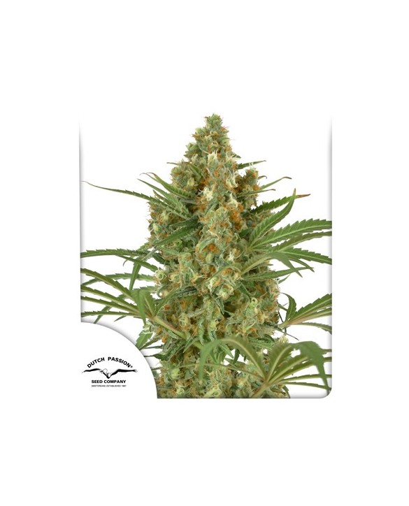 Snow Bud | Dutch Passion Snow Bud | Dutch Passion