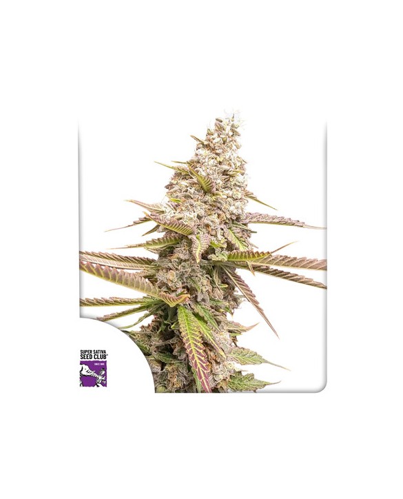 Strawberry Cookies | Dutch Passion Strawberry Cookies | Dutch Passion