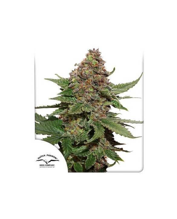 Strawberry Cough | Dutch Passion Strawberry Cough | Dutch Passion